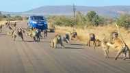 Kruger National Park tourist captures video of leopard being attacked by 50 baboons after trying to hunt them