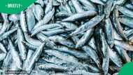 OR Tambo District warns coastal communities not to eat dead sardines washing ashore
