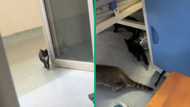 Limpopo hospital filled with cats in patients' ward, Mzansi mortified by TikTok video