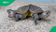 Conjoined twin turtles named Hip and Hop capture hearts after beating the odds