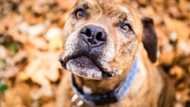 Discover some of the rarest dog breeds in the world in this article