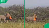 "Mufasa doing a roadblock": Lion spotted with traffic cone at Gondwana Game Reserve stuns Mzansi