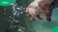Reno swim instructor attacked by otter at Lake Tahoe, suffers serious injuries