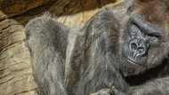 Gorillas test positive for Covid19 in US zoo after contact with infected staff