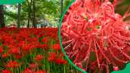 Red spider lily meaning: Why this flower is a symbol of death and farewell