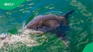 Perth shark attack leaves swimmer dead as beach is closed and search launched