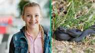 12-Year-old rescues her guinea pig from python's jaws: A courageous act caught on camera