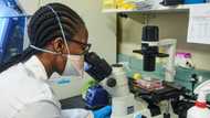 Omicron is milder than other variants, SA scientists weigh in on current status of Covid 19