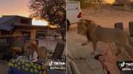 Lion gets up close and personal to raid family's camp during safari outing, TikTok video has viewers worried