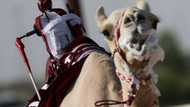 Qatar robo-jockey camel races hope to draw World Cup crowd