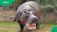 Man runs into river to escape charging hippo in video of terrifying rural encounter