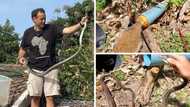 Nick Evans rescues a black mamba in a complex in Queensburgh, he shared the details on his social media platforms