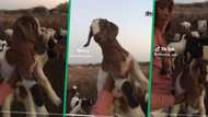 Woman plays with baby goat in hilarious TikTok video, Mzansi amused: "I hope you gave that goat its cheque"