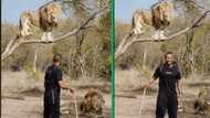 Joburg man named Cyril Zuma poses with lions, netizens says he is testing God