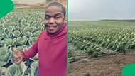 "That's half a million in rands": Farmer loses 30k cabbage heads, shows pic of devastation, SA moved
