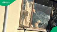 "Dogs look happy": Durban animal lover defends keeping 68 dogs at home after SPCA raid, SA divided