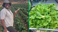 From accountant to farmer: Woman says she grows vegetables to supplement income