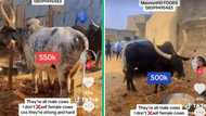 Taking the bull by the horns: Lady showcases cows for sale in a TikTok video and attracts customers