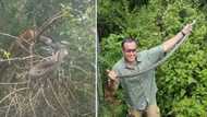 Mongoose, black mamba and hadeda: Nick Evans' latest rescue has Mzansi on the edge of their seats