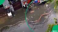 5-metre python spotted swimming through Bali floodwaters