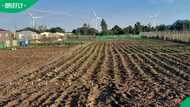 Eastern Cape female farmers turn R400k funding into bigger production footprint