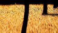 China says it will remove tariffs on Australian barley