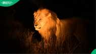 "Hope he's returned safely": Mzansi reacts after lion spotted roaming freely in northern KZN