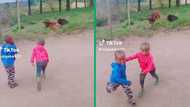 Mischievous children's encounter with a feisty calf goes TikTok-viral