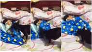 Caring dog covers sleeping baby with blanket to keep child warm