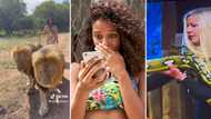 Snakes, lions, hyenas and gorgeous ladies: 4 Times courageous women handled wild animals on TikTok