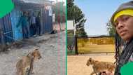 "Another day surviving a big cat": Young man walks lion cub on a leash down SA street