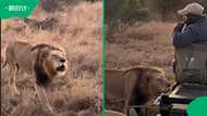 Male lion walks inches from safari vehicle at Thornybush, leaving tourists stunned