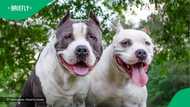 “The owner is taking a video”: Pit bull chases random man in street in viral TikTok video, SA amazed