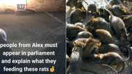 TikTok of 5 massive Alexandra township rats leaves Mzansi in denial that they are actually rodents: "Even cats are scared"