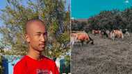 Man who inherited just 2 cows from his grandfather now has 16, Mzansi applauds