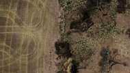 Colonists nibble at Gran Chaco, South America's other big forest