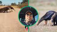 Anteater caught on camera, South Africans guess what it is