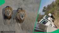 "Survival of the fittest": Tourist breaks Kruger National Park rules at lion sighting in video
