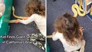 TikTok video of fearless little girl discovering giant snake in California library goes viral