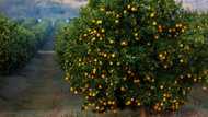 Tonnes of fruit stranded in EU, S.Africa battle of oranges