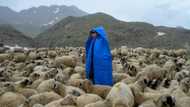 High up in Turkish valleys, Afghan shepherds dream of home
