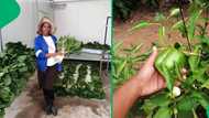 "I didn't like working for people": Mzansi woman shares inspiring journey to starting her own farm