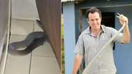 Massive 2.3m black mamba chills behind couch in Durban home, Nick Evans rushes to the rescue