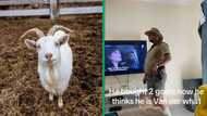 Man starts wearing khaki after buying two goats, Mzansi lol: "Even me, I would do that"