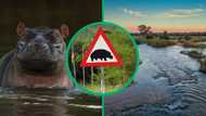 Fatal Hippo attack kills dedicated SANParks environmental crimes investigator, Mzansi moved by tragic death