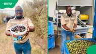 "How did he achieve it?": Mzansi entrepreneur’s olive oil brand lands on Woolworths' shelves