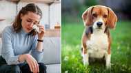 Pretoria woman offers R10k reward for lost beagle dog that went missing 2 years back: Mzansi’s on the hunt