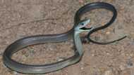 Woman goes viral for bare-handed black mamba snake rescue in TikTok video