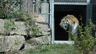 Park manager afraid as she receives threats after a man was killed by a tiger