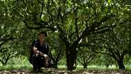 Taiwan fruit, fish farmers feel squeeze of China's sanctions